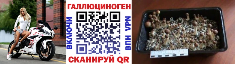 Псилоцибиновые грибы мухоморы  наркошоп  Темников 